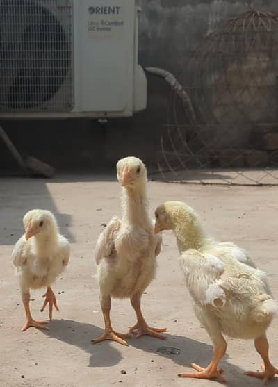 white shamo chicks / o shamo / shamo chicks / aseel shamo / german