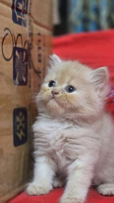 cute Persian kittens available in Hyderabad