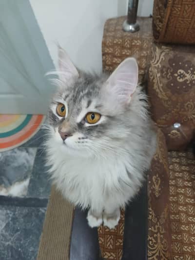 Tabby grey cat with medium long hair