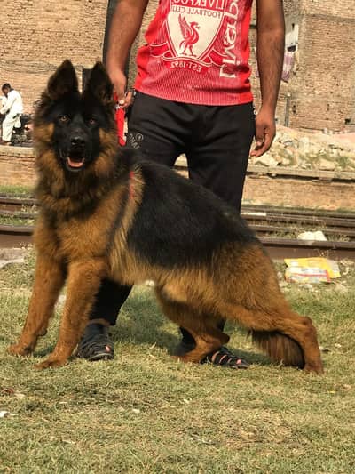 The descriptive,mentioning the breed,age. . 1.3 years fully trained