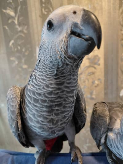 african grey parrot self chicks