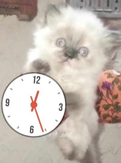 5 kitten and one female cat