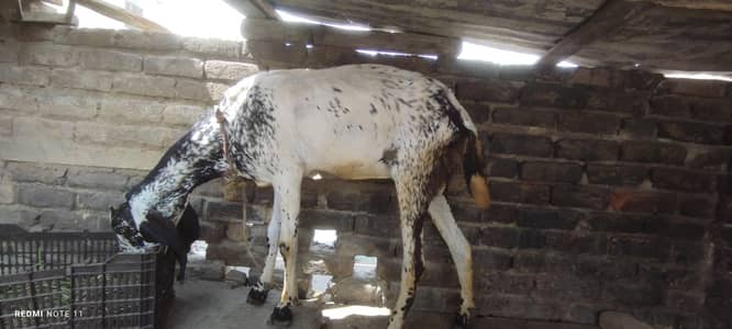 gaban makhi cheni bakri