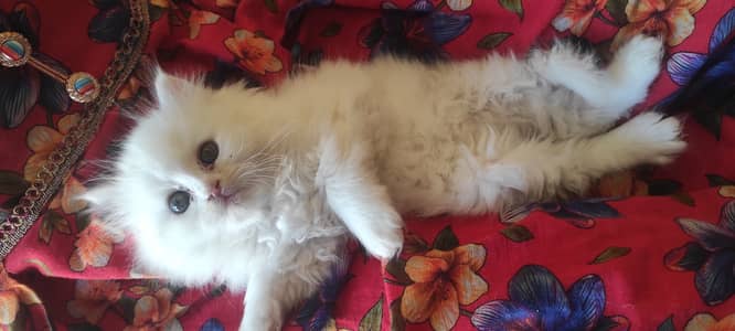 Pure white Persian kitten