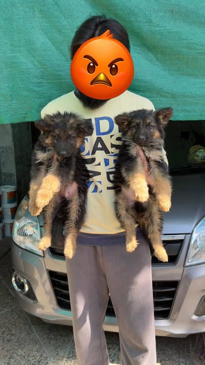 German shepherd puppies / long coat puppy/ gsd dog/quality pup