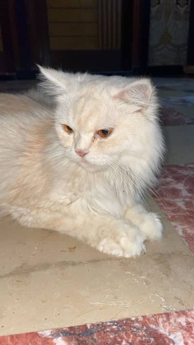Persian Cat Gold Shades