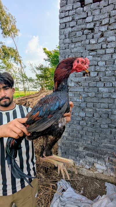 Aseel pakoya yang Male for sale