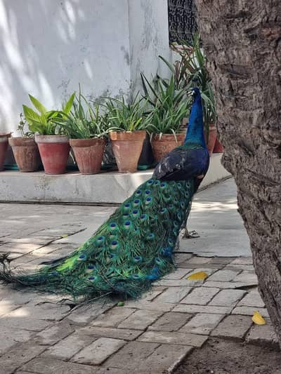 spalding black shoulder breeder male