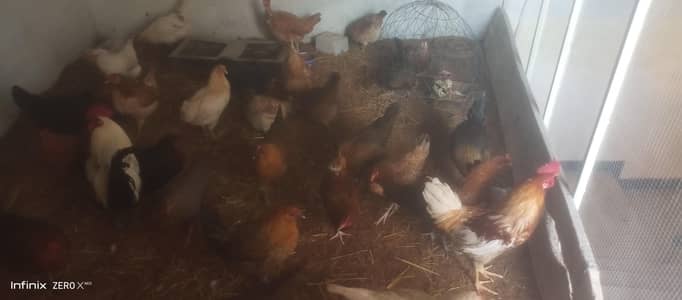 Andhe Wali Desi Murghi