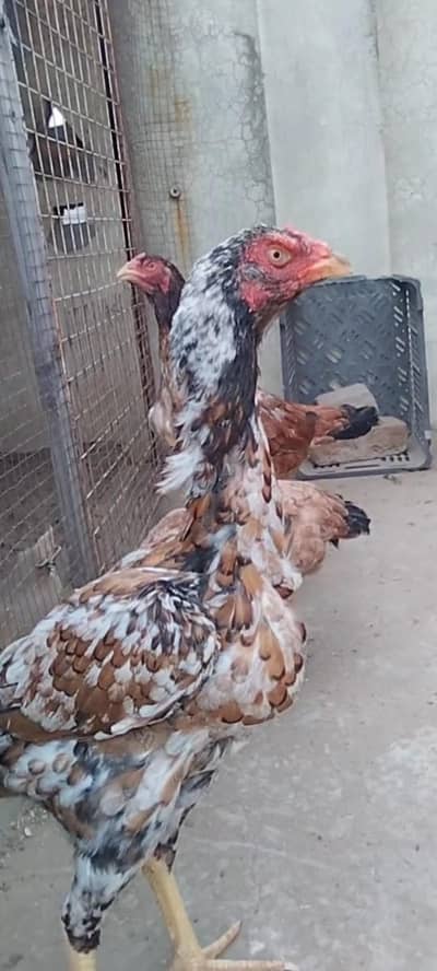 Japanese shamoo  madi  for sale