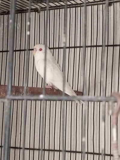 bagre male red eye for sel