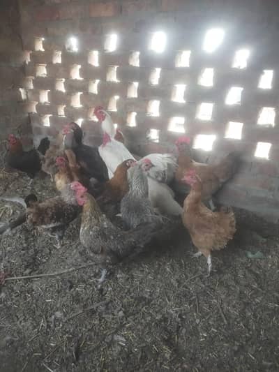 Egge laying hens  egge na dain to wapis