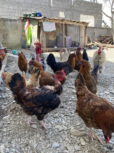 Golden Misri Egg Laying Hens For Sale. 9 month Old