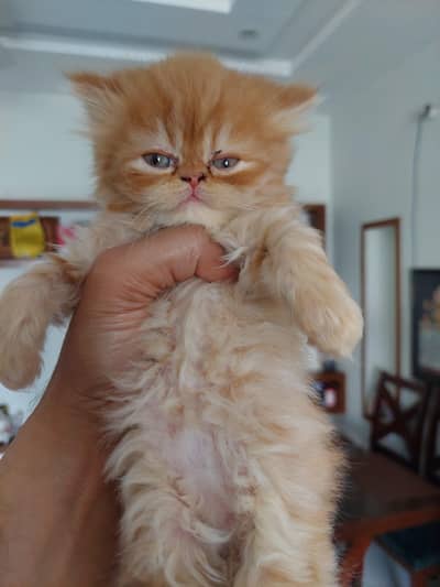 Peke Face | Piki | Persian Kitten | Pikki | Peki | Cat | Kittens