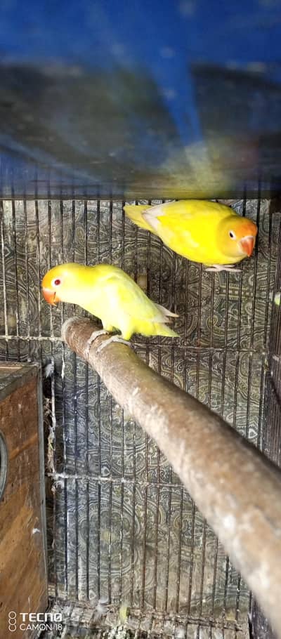 Love Bird Breeder Pairs