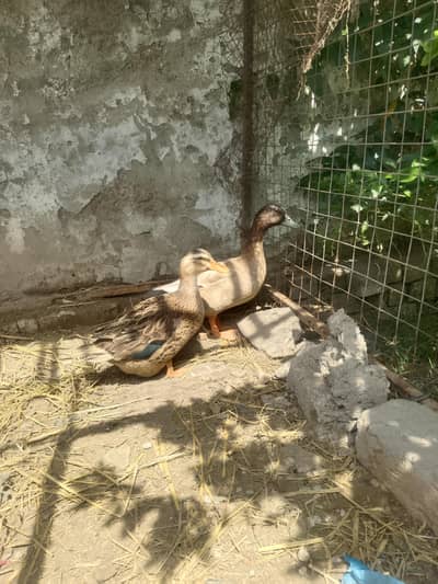 duck pair for sale