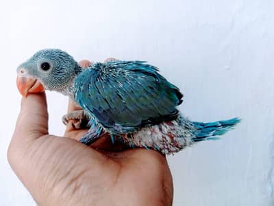 Blue Parrot Chick Beautiful Babies