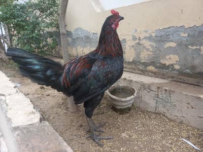 Aseel Patha 6 maheena ka for sale