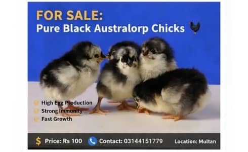 Australorp Chick , eggs for sale .