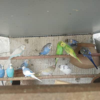 Love bird and bhjes Available