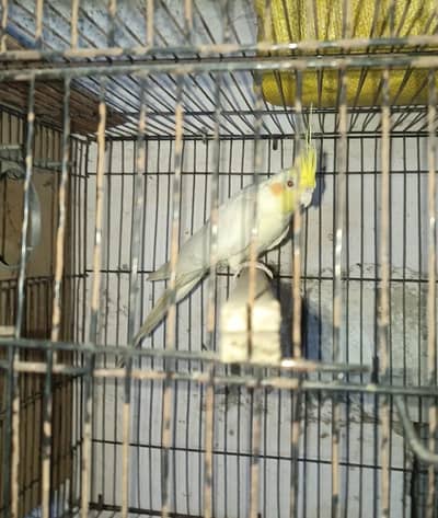 common white red eye female cocktail