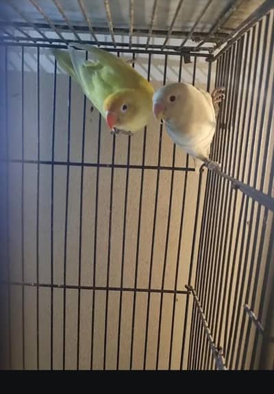 love birds for sale