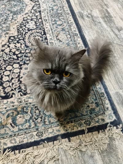 Himalayan Persian female cat