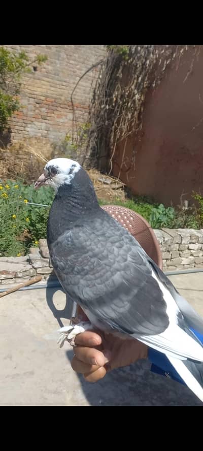 Pigeons 0312 5925861