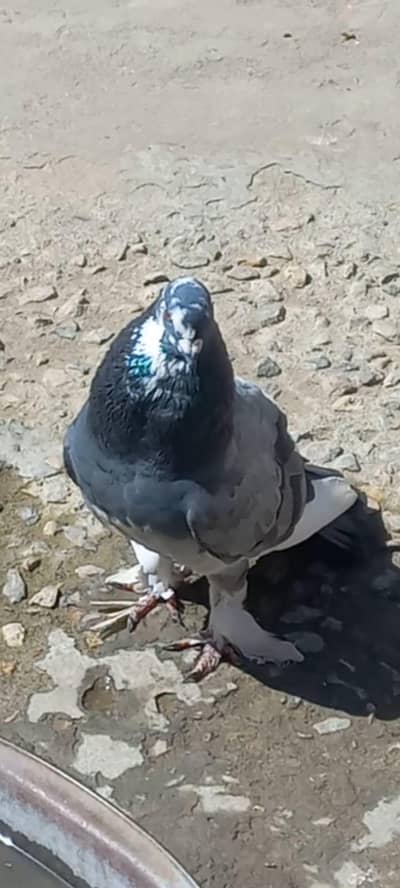 Pigeons 0312 5925861