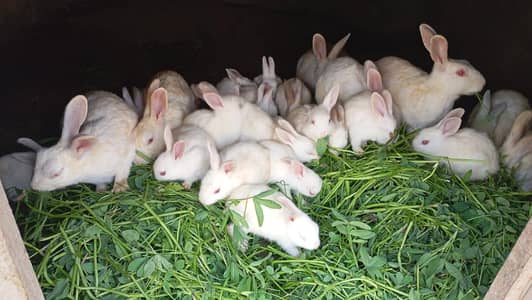 BABY Rabbits Available Urgent Sale Whatsapp 0321 4460076