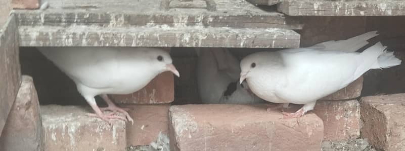 3pair for sell sharzi pegion