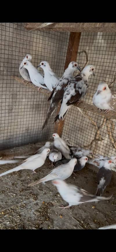red pied and daimand pied breeder pair for sale