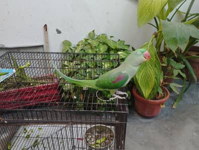 Raw Parrot Alexander Female full healthy