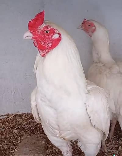 paper white heera pair