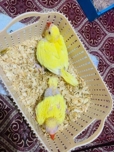 Yellow Parrot Chick Jambo Size Sale