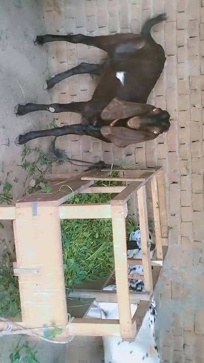 piuer dasi kassi bakray