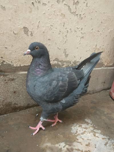 king Male available for sale