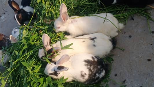 home bread healthy and active red eyes