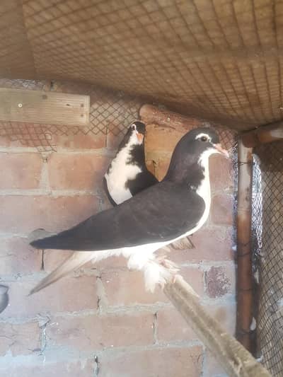 black sherazi big Pamooz