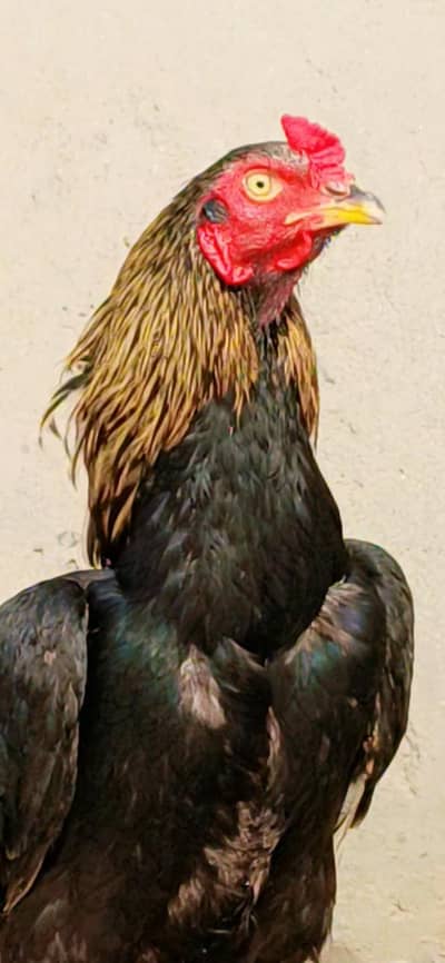 jawa patha fulll active achi blod line. se hai masha Allah