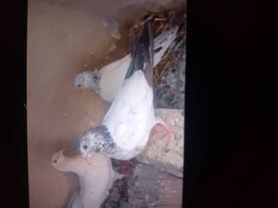 pigeons selling and purchasing