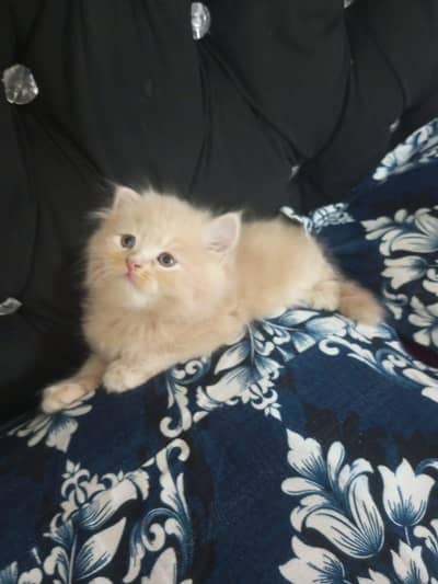 Persian kitten 4 sale