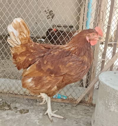 Daily egg laying lohman brown hens