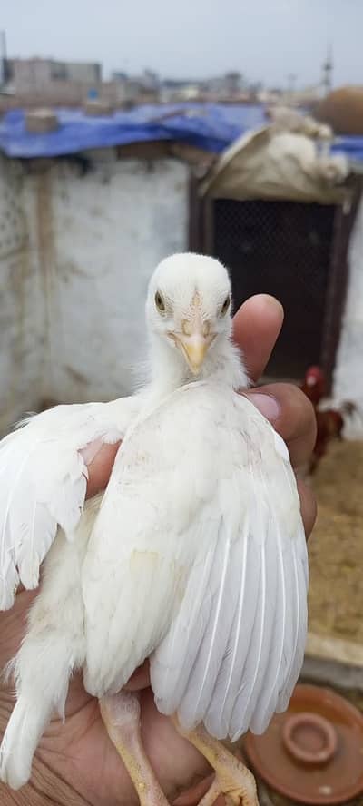 Heera White Aseel Chicks / Lasani Mushka Aseel Chicks /Peshawari Peela