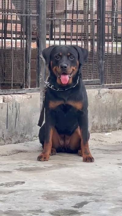 Rottweiler Female pedigree