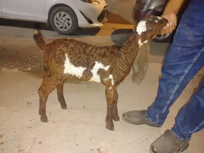 Bakra age 3 month healthy and active beetal nasal ha