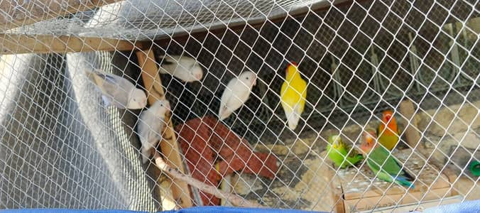 lovebirds 9 pices and bagies 4  all sal final price 10000