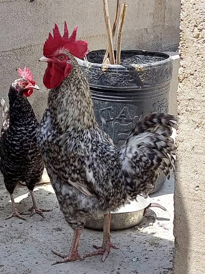 Plymouth/pair/egg laying hen/breeder pair/