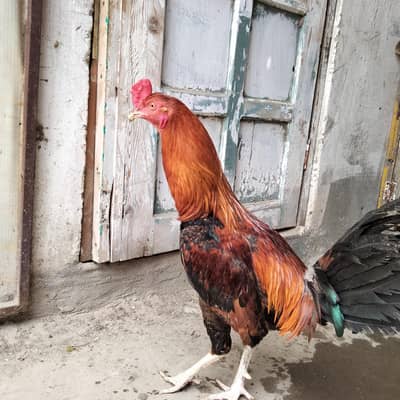 healthy and active ha breeder male hai dono