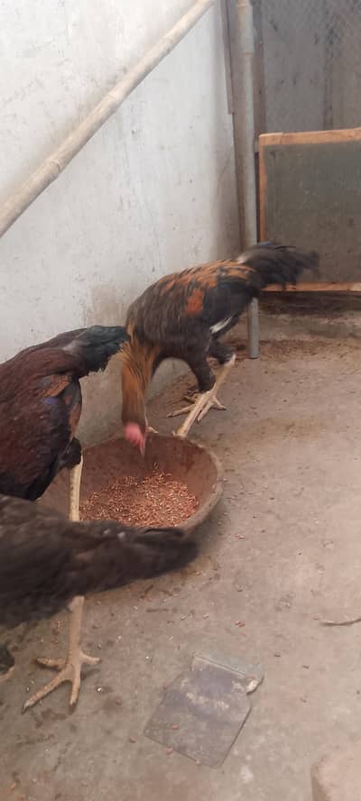 aseel ha 2 murge ha or 1murgi